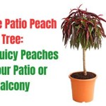 Bonfire Patio Peach Tree Care