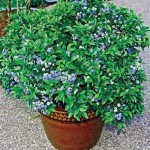 Patio Blueberry Plants
